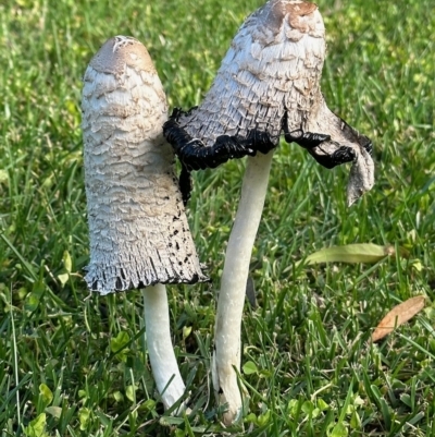 Coprinus comatus (Shaggy Ink Cap) at Mitchell, ACT - 21 Apr 2023 by noodles