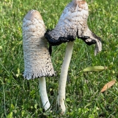 Coprinus comatus (Shaggy Ink Cap) at Mitchell, ACT - 20 Apr 2023 by noodles