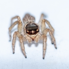 Maratus griseus (Jumping spider) at Penrose - 20 Apr 2023 by Aussiegall