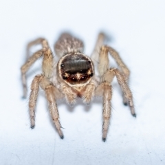 Hypoblemum griseum (Jumping spider) at Penrose, NSW - 20 Apr 2023 by Aussiegall