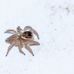 Maratus griseus at Penrose, NSW - 20 Apr 2023 03:18 PM