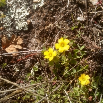 Oxalis sp. (Wood Sorrel) at Cooma North Ridge Reserve - 20 Apr 2023 by mahargiani