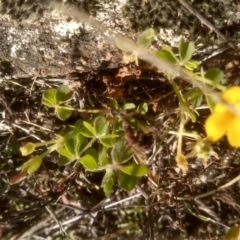 Oxalis sp. at Cooma, NSW - 20 Apr 2023 02:01 PM