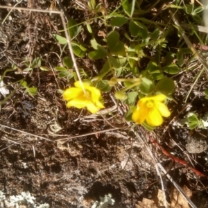 Oxalis sp. at Cooma, NSW - 20 Apr 2023 02:01 PM