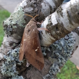 Oxycanus (genus) at Bundanoon, NSW - 21 Apr 2023 12:33 PM