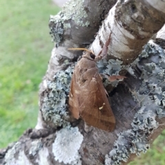 Oxycanus (genus) at Bundanoon, NSW - 21 Apr 2023 12:33 PM