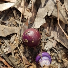 Cortinarius archeri s.l. (Emperor Cortinar) at Penrose, NSW - 21 Apr 2023 by Aussiegall