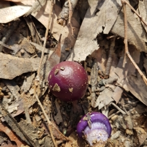 Cortinarius archeri s.l. at Penrose, NSW - suppressed