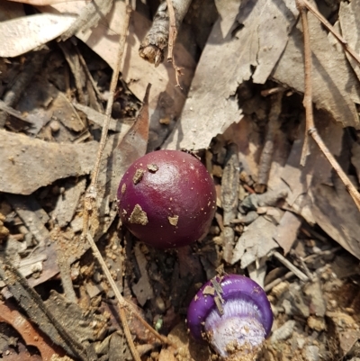 Unidentified Cap on a stem; gills below cap [mushrooms or mushroom-like] at Penrose, NSW - 21 Apr 2023 by Aussiegall