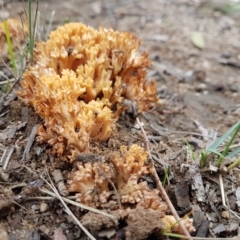 Ramaria sp. (genus) (A Coral fungus) at Penrose, NSW - 20 Apr 2023 by Aussiegall