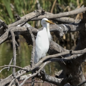 Ardea plumifera at Fyshwick, ACT - 27 Feb 2023 10:45 AM