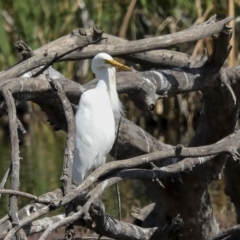 Ardea plumifera at Fyshwick, ACT - 27 Feb 2023 10:45 AM