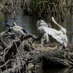 Threskiornis molucca (Australian White Ibis) at Fyshwick, ACT - 27 Feb 2023 by AlisonMilton