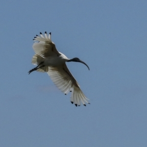 Threskiornis molucca at Fyshwick, ACT - 27 Feb 2023 12:09 PM
