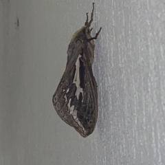 Abantiades atripalpis (Bardee grub/moth, Rain Moth) at Phillip, ACT - 7 Apr 2023 by Tapirlord