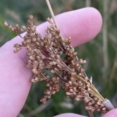 Juncus sarophorus (Broom Rush) at O'Malley, ACT - 4 Apr 2023 by Tapirlord