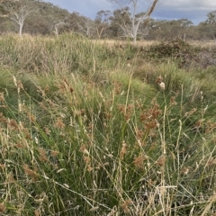 Juncus sarophorus at O'Malley, ACT - 4 Apr 2023