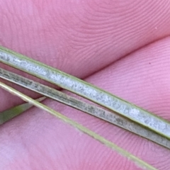 Juncus sarophorus at O'Malley, ACT - 4 Apr 2023