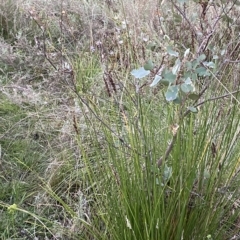 Carex appressa (Tall Sedge) at Mount Mugga Mugga - 4 Apr 2023 by Tapirlord