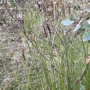 Carex appressa at O'Malley, ACT - 4 Apr 2023