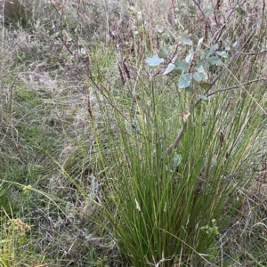 Carex appressa at O'Malley, ACT - 4 Apr 2023