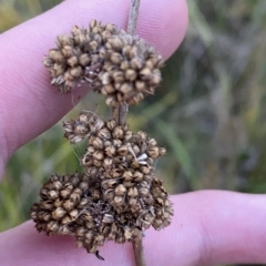 Juncus australis (Australian Rush) at O'Malley, ACT - 4 Apr 2023 by Tapirlord