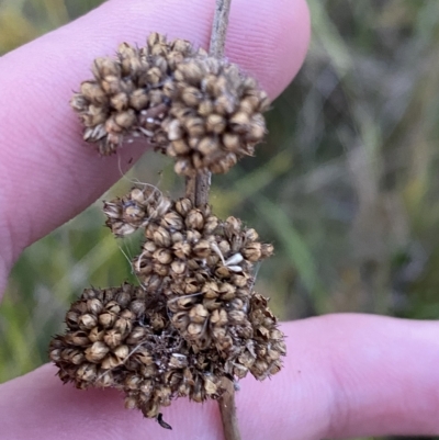 Juncus australis (Australian Rush) at O'Malley, ACT - 4 Apr 2023 by Tapirlord