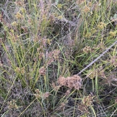 Juncus australis at O'Malley, ACT - 4 Apr 2023 05:55 PM