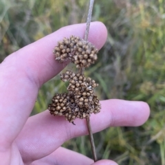 Juncus australis at O'Malley, ACT - 4 Apr 2023 05:55 PM