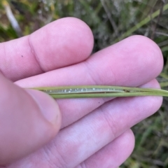 Juncus australis at O'Malley, ACT - 4 Apr 2023 05:55 PM