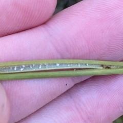 Juncus australis at O'Malley, ACT - 4 Apr 2023