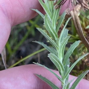 Epilobium hirtigerum at O'Malley, ACT - 4 Apr 2023