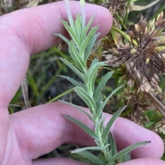 Epilobium hirtigerum at O'Malley, ACT - 4 Apr 2023