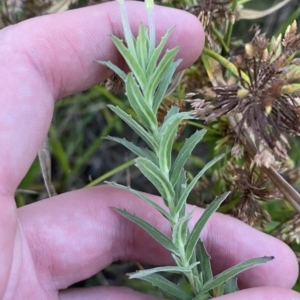 Epilobium hirtigerum at O'Malley, ACT - 4 Apr 2023