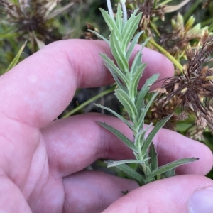 Epilobium hirtigerum at O'Malley, ACT - 4 Apr 2023