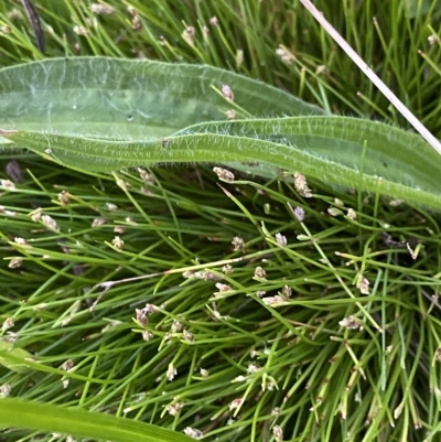 Isolepis subtilissima (Dwarf Clubsedge) at Mount Mugga Mugga - 4 Apr 2023 by Tapirlord