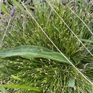 Isolepis subtilissima at O'Malley, ACT - 4 Apr 2023