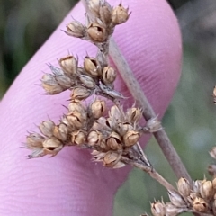 Juncus vaginatus (Clustered Rush) at O'Malley, ACT - 4 Apr 2023 by Tapirlord