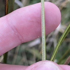 Juncus vaginatus at O'Malley, ACT - 4 Apr 2023