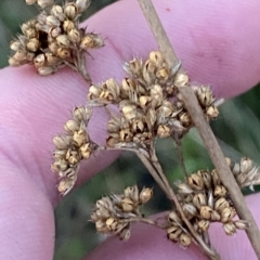 Juncus vaginatus at O'Malley, ACT - 4 Apr 2023 05:53 PM