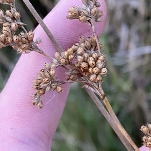 Juncus vaginatus at O'Malley, ACT - 4 Apr 2023 05:53 PM