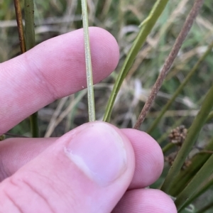 Juncus vaginatus at O'Malley, ACT - 4 Apr 2023 05:53 PM