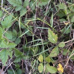 Microlaena stipoides (Weeping Grass) at O'Malley, ACT - 4 Apr 2023 by Tapirlord