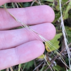 Microlaena stipoides at O'Malley, ACT - 4 Apr 2023 05:46 PM