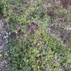 Rubus parvifolius (Native Raspberry) at Mount Mugga Mugga - 4 Apr 2023 by Tapirlord