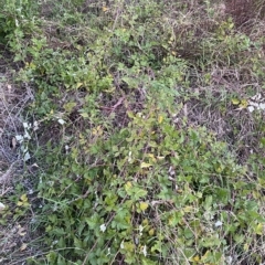 Rubus parvifolius (Native Raspberry) at O'Malley, ACT - 4 Apr 2023 by Tapirlord