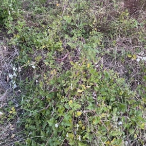 Rubus parvifolius at O'Malley, ACT - 4 Apr 2023
