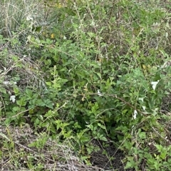 Rubus parvifolius at O'Malley, ACT - 4 Apr 2023