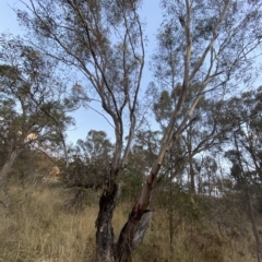 Eucalyptus blakelyi (Blakely's Red Gum) at Mount Mugga Mugga - 4 Apr 2023 by Tapirlord