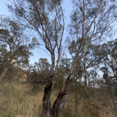 Eucalyptus blakelyi (Blakely's Red Gum) at Mount Mugga Mugga - 4 Apr 2023 by Tapirlord